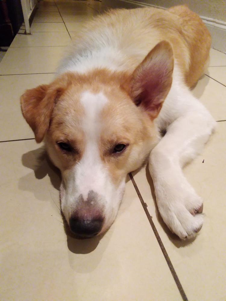 Image of unknown, Found Dog