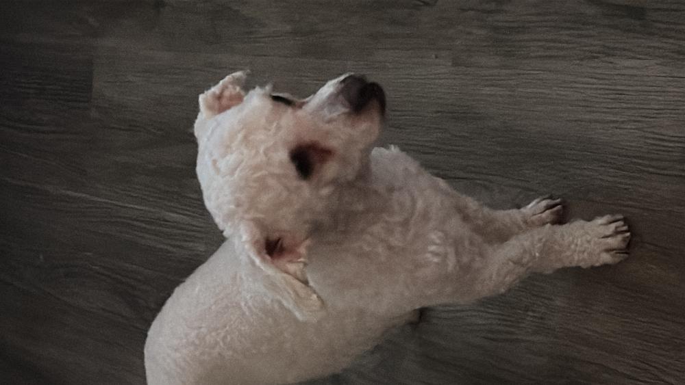 Image of Roco, Lost Dog