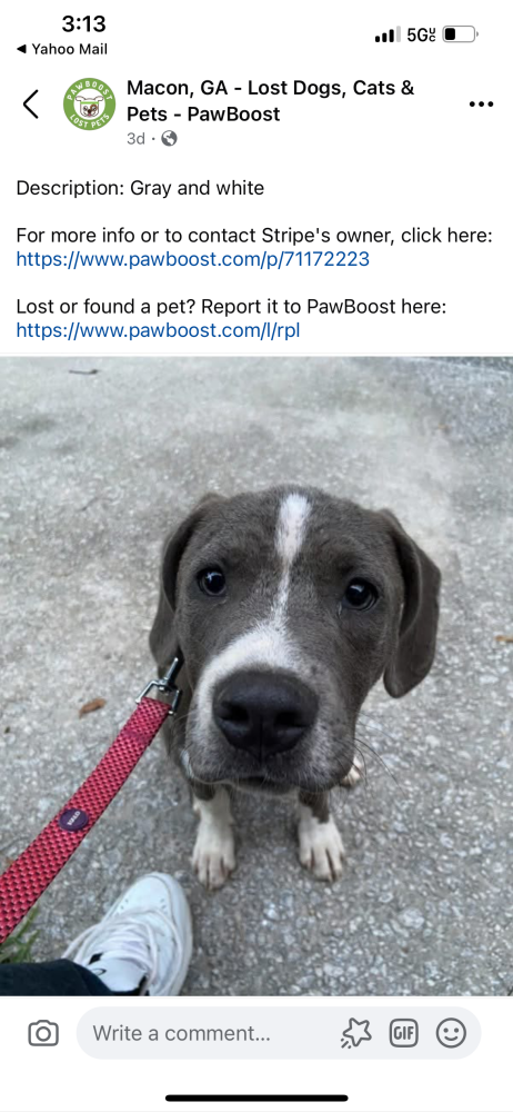 Image of Stripe, Lost Dog
