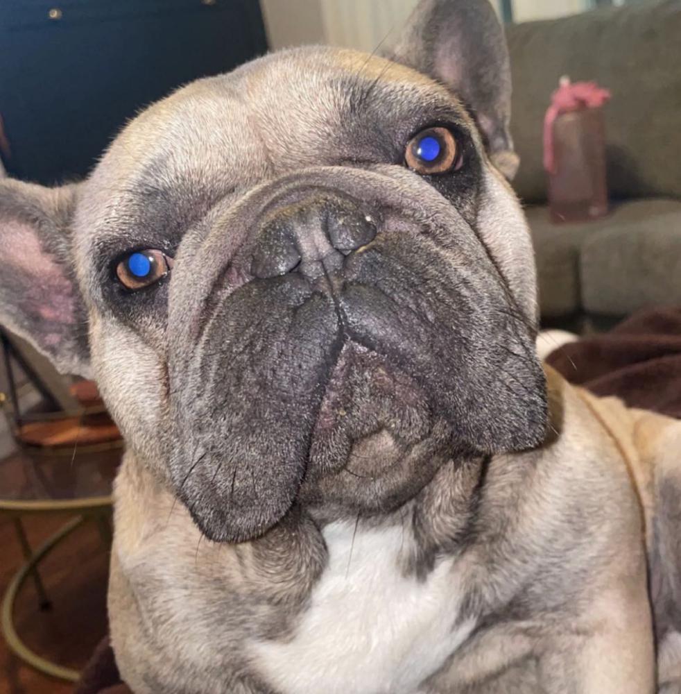 Image of Gunner, Lost Dog