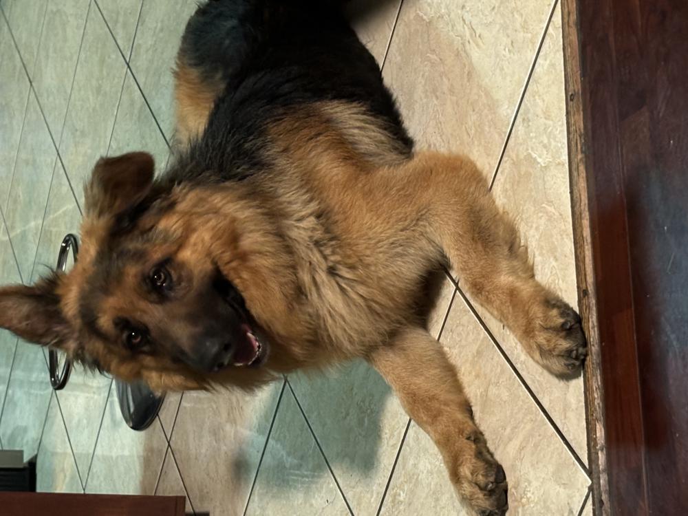 Image of Bear, Lost Dog