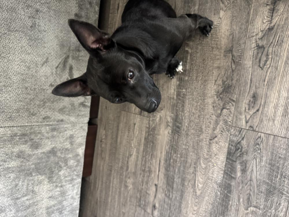 Image of No tag, Found Dog