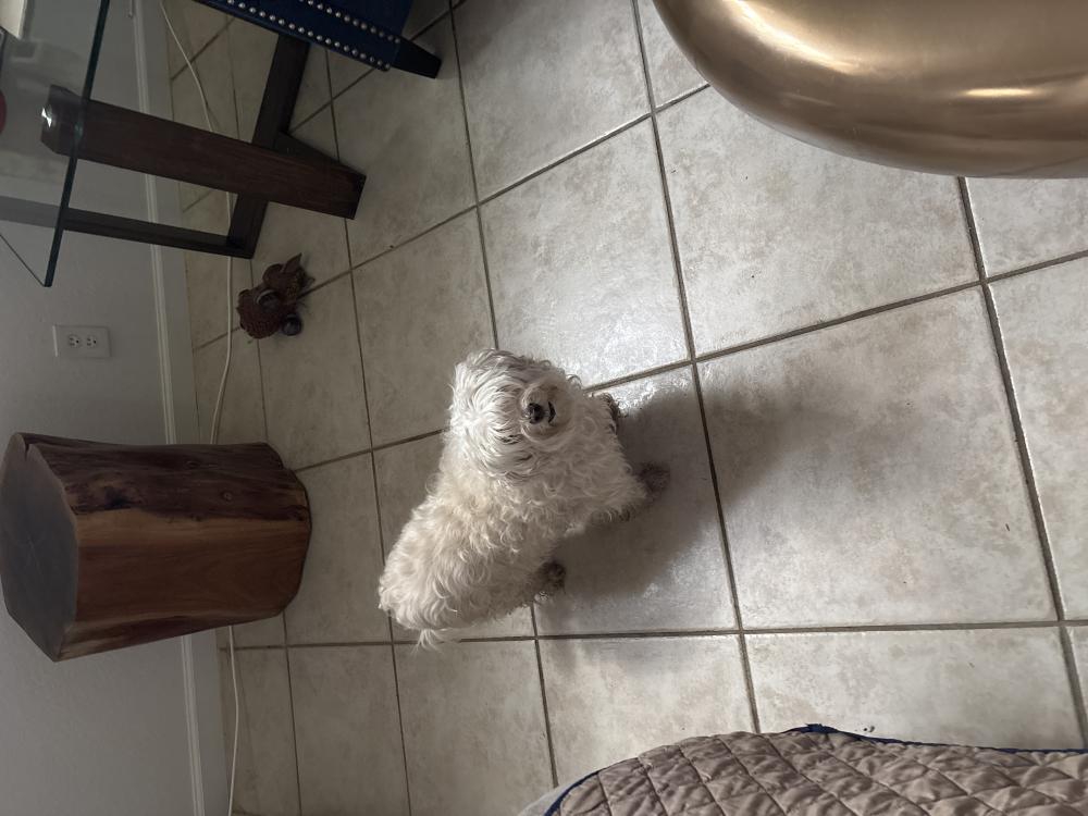 Image of Pi, Lost Dog