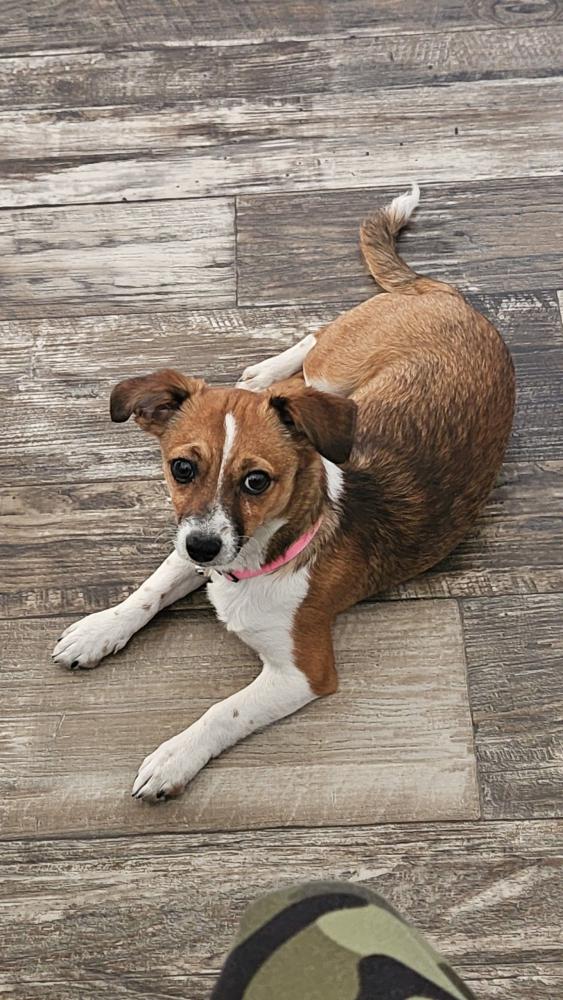 Image of Unsure, Lost Dog