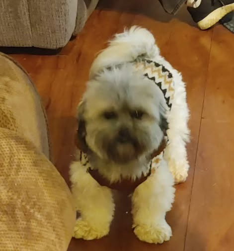 Image of Dallas, Lost Dog