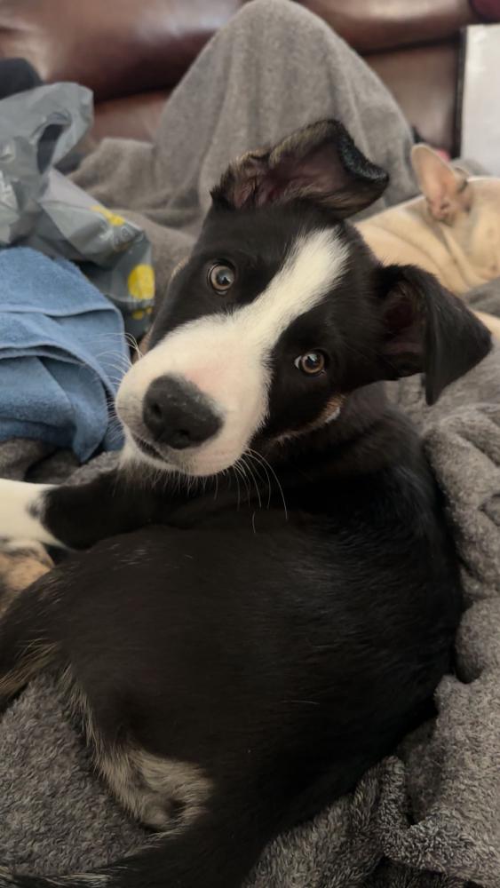 Image of Sparkey, Lost Dog