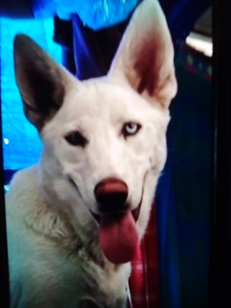 Image of Big Boy aka BB, Lost Dog