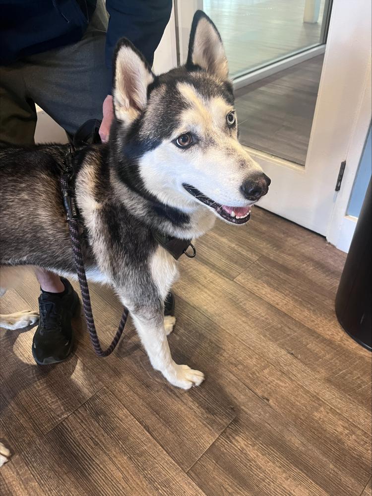 Image of solo, Lost Dog