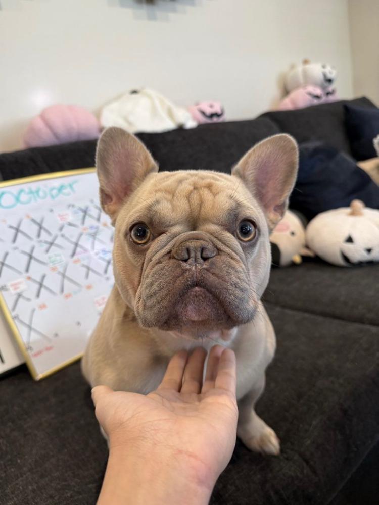 Image of Kiwi, Lost Dog