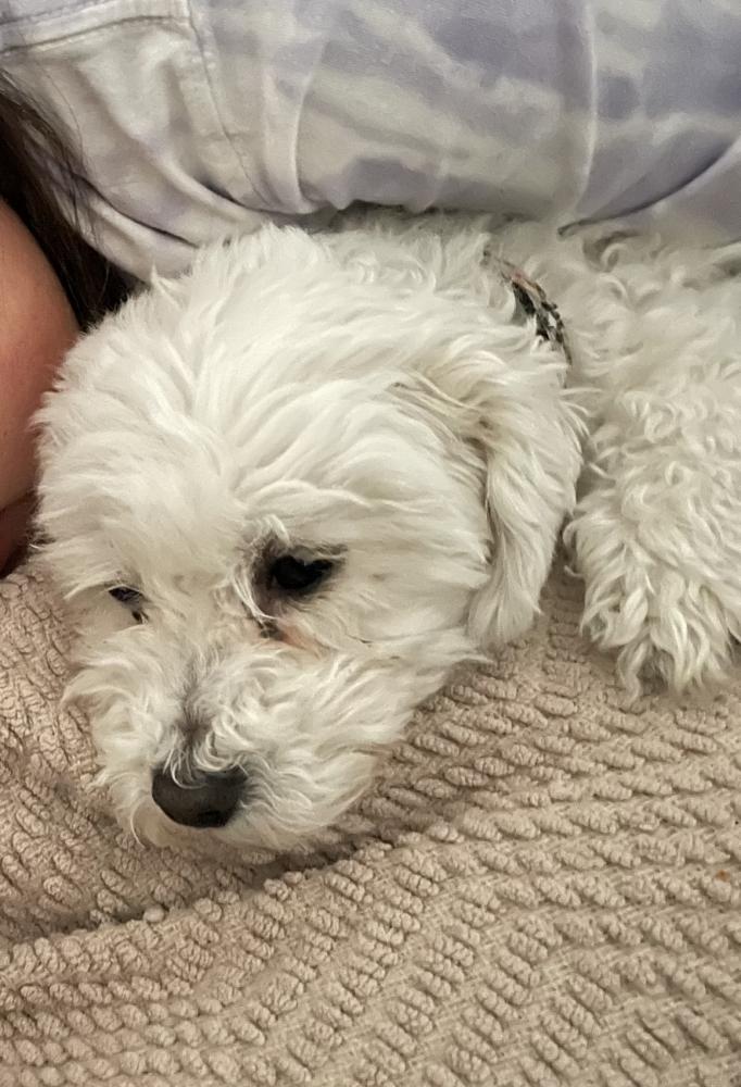 Image of Zoey, Lost Dog