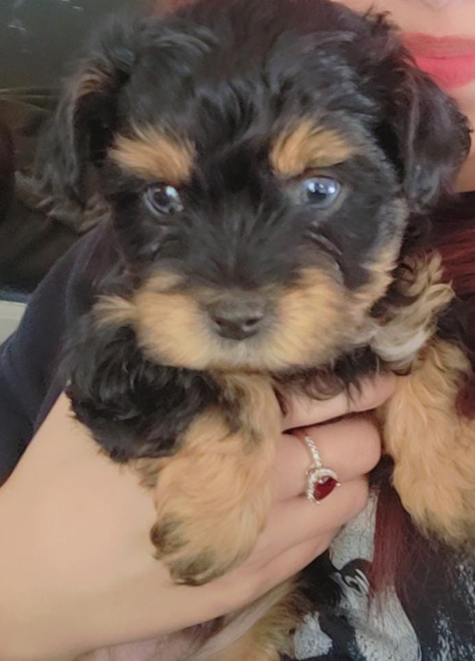 Image of Tommy, Lost Dog