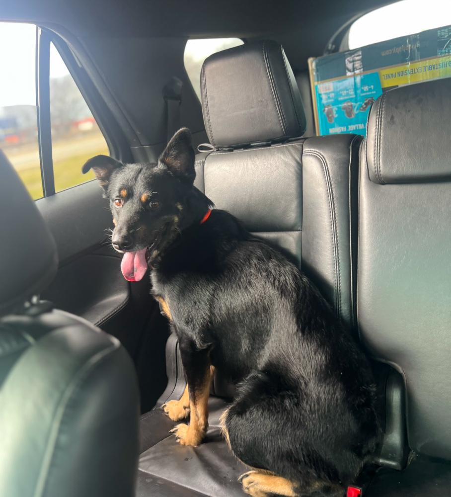 Image of Hoagie, Lost Dog