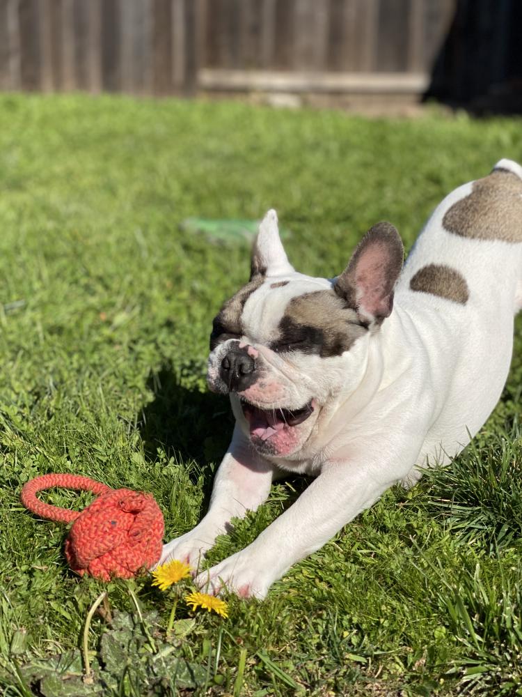 Image of Kodak, Lost Dog