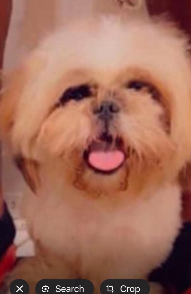 Image of poppa, Lost Dog