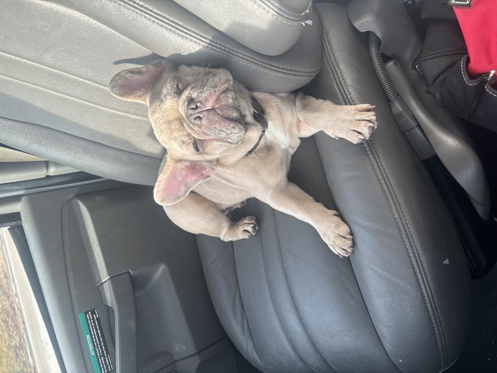 Image of Bagz, Lost Dog
