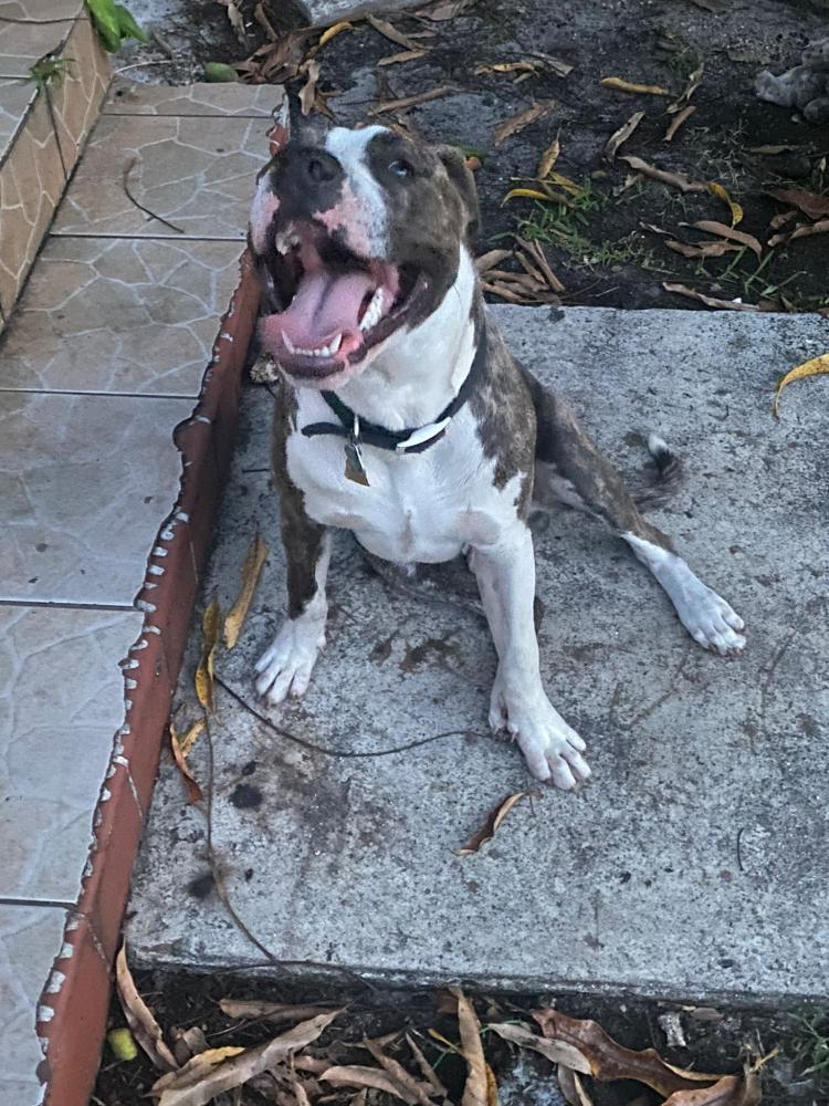 Image of Smokey, Lost Dog
