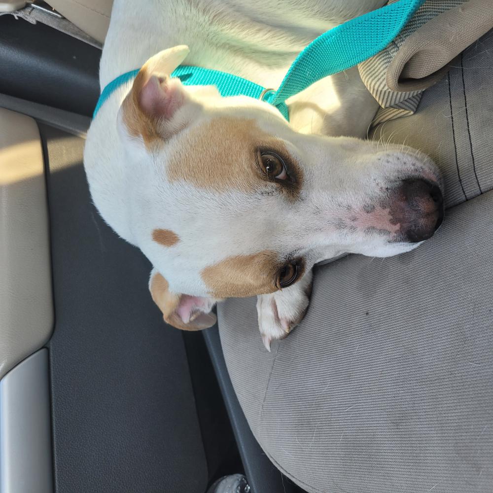 Image of Unknown, Found Dog