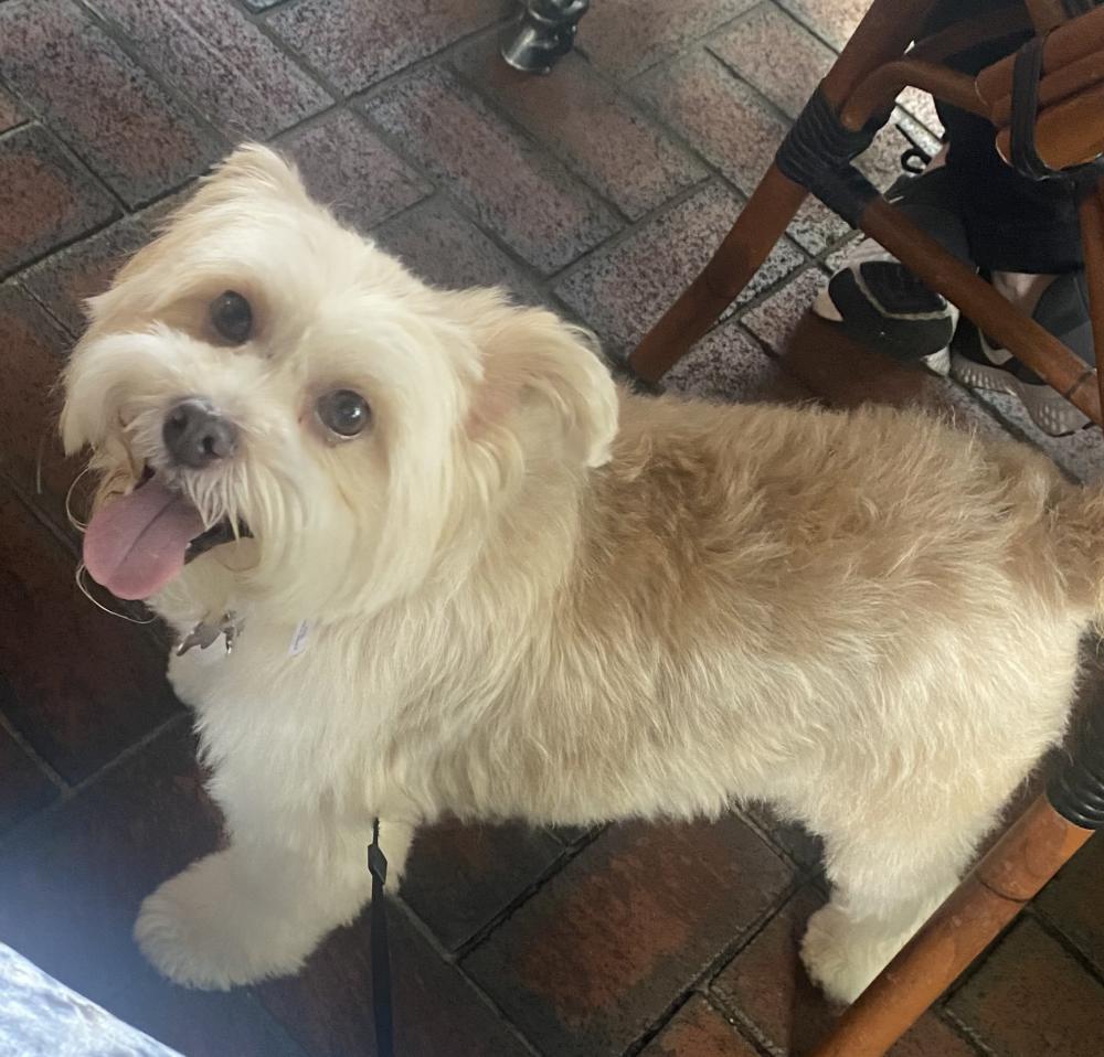 Image of Maia, Lost Dog