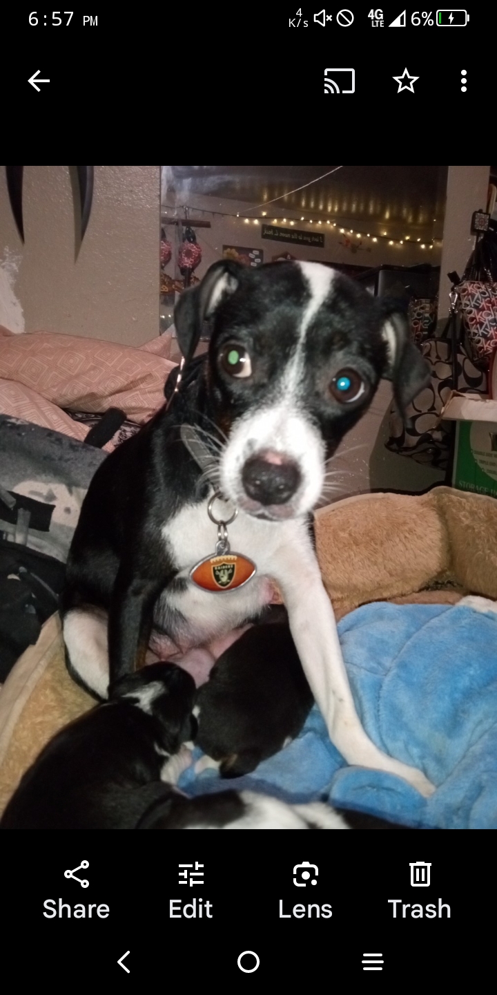 Image of LB, Lost Dog