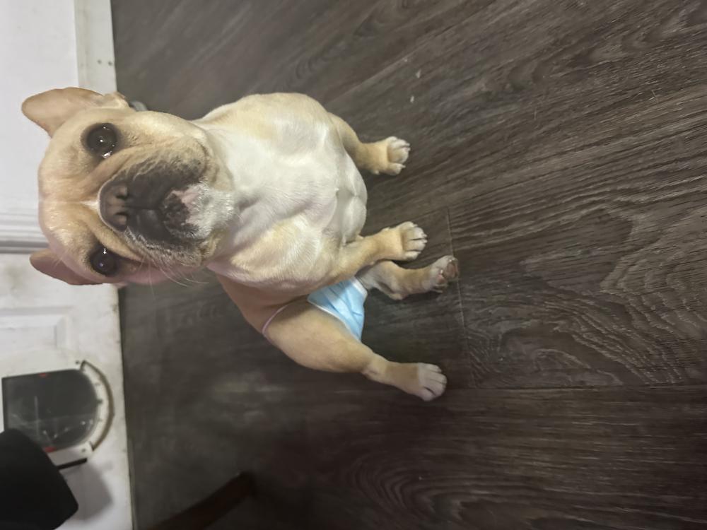 Image of Halo, Lost Dog