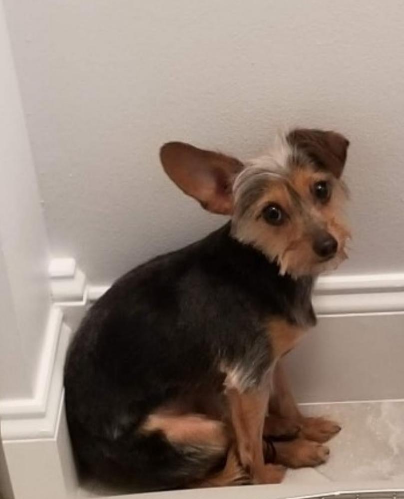 Image of Bella, Lost Dog