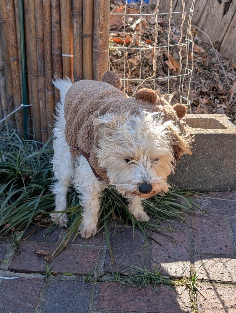 Image of Unkniwn, Found Dog