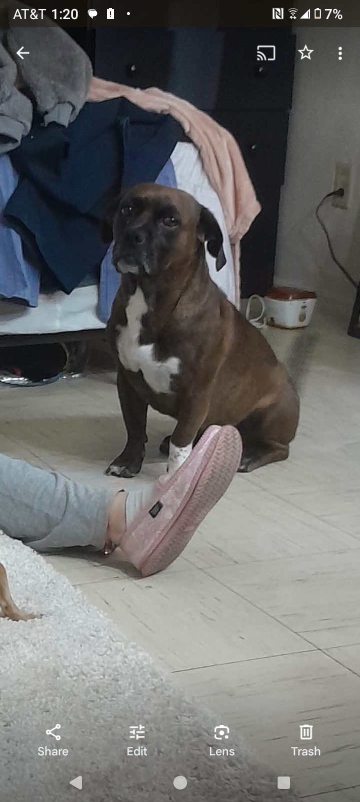 Image of Dracco, Lost Dog