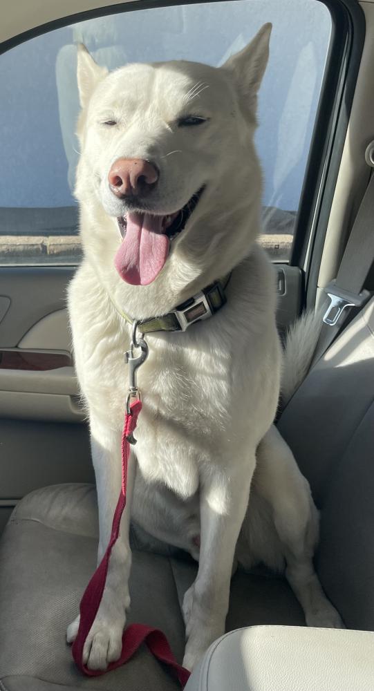 Image of Unknown, Found Dog