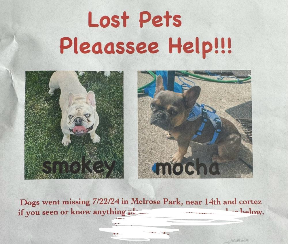 Image of smokey, Lost Dog