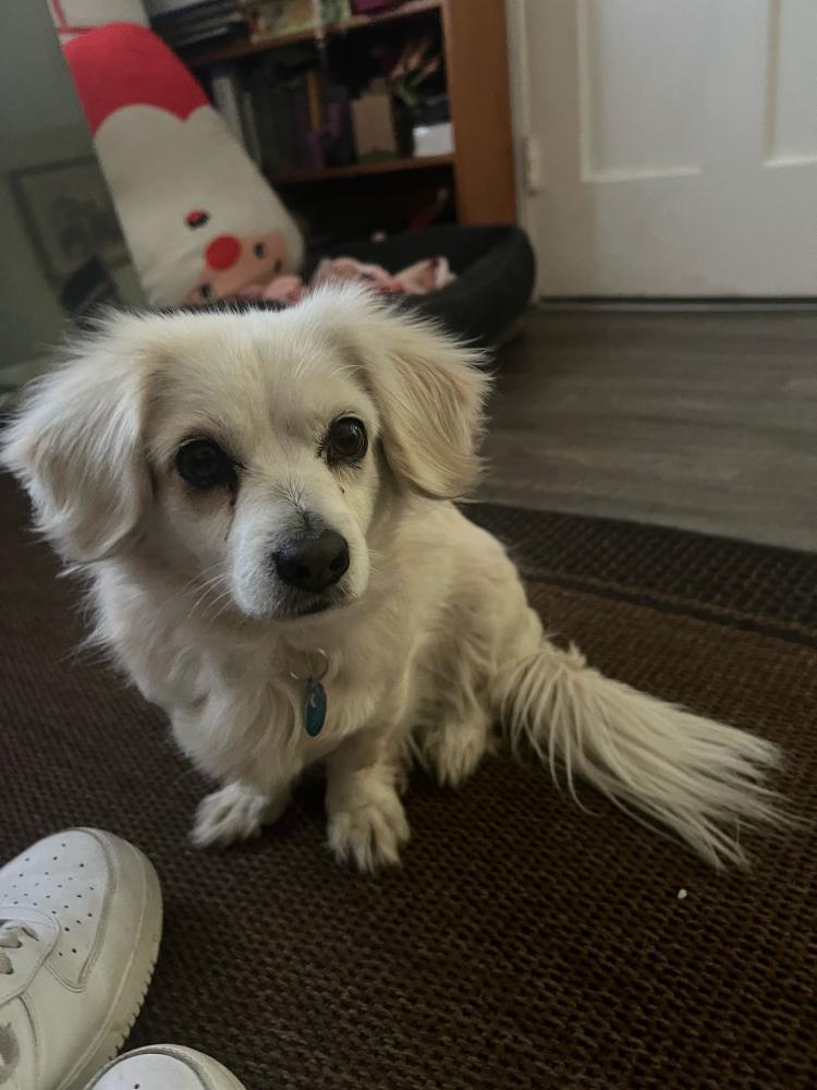 Image of Luna, Lost Dog