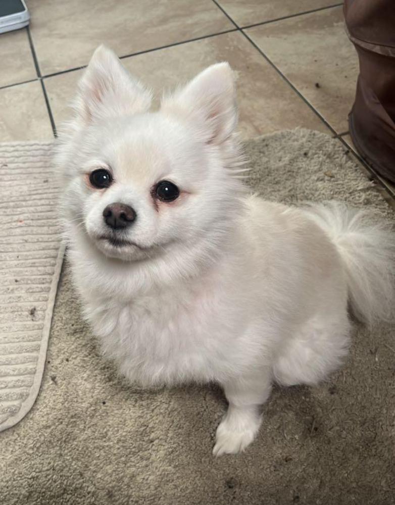 Image of Bee bee, Lost Dog