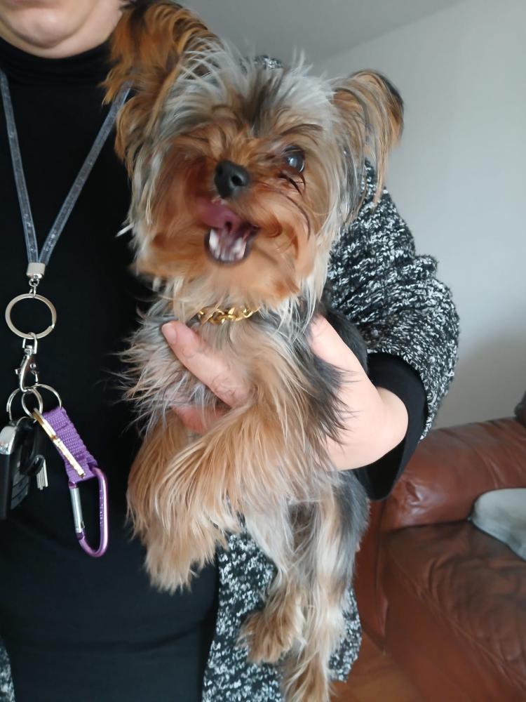 Image of Unknown, Found Dog