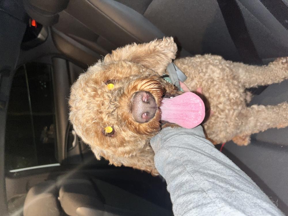 Image of Unknown, Found Dog