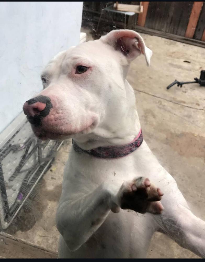 Image of Pork Chop, Lost Dog