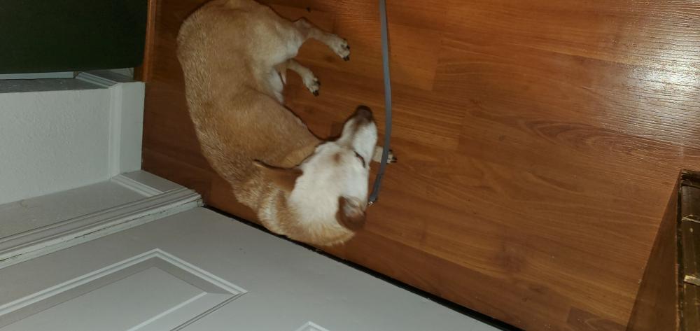 Image of Jax Puppy, Found Dog