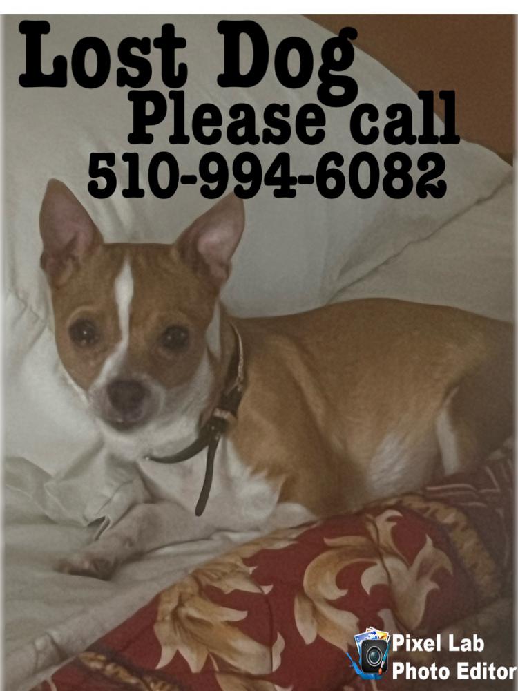 Image of Bella, Lost Dog
