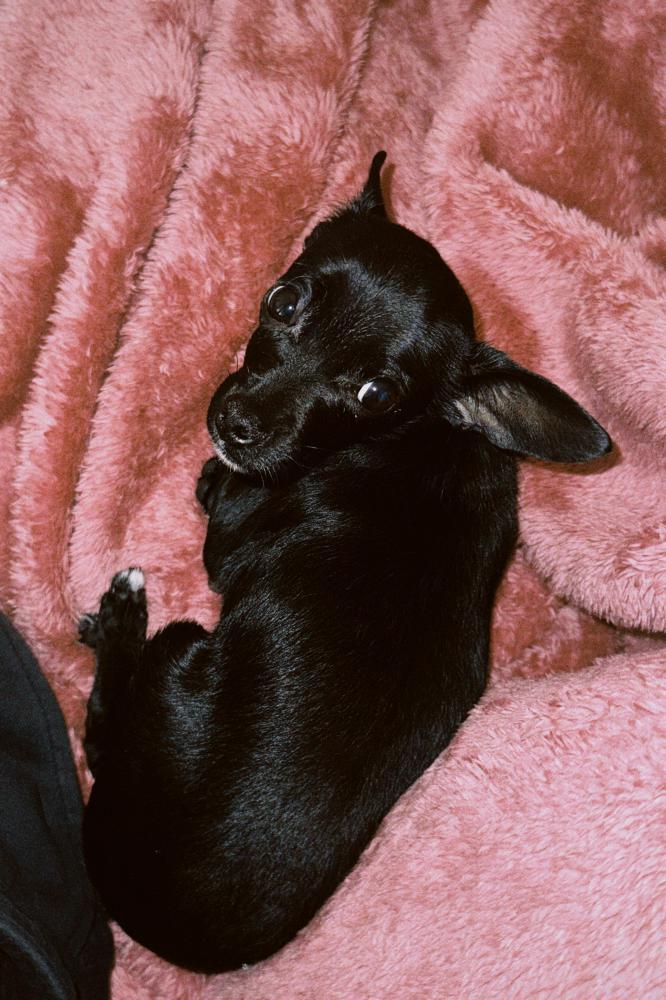 Image of negra, Lost Dog
