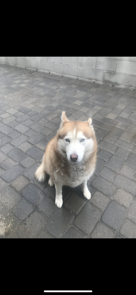 Image of Luna, Lost Dog
