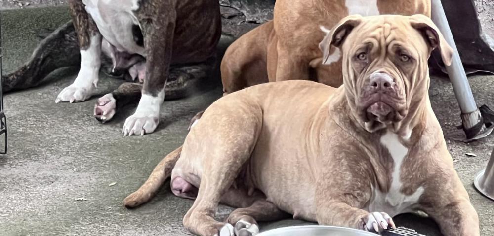 Image of Gorda, Lost Dog