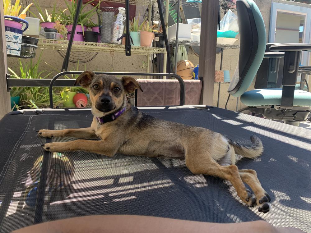 Image of London, Lost Dog