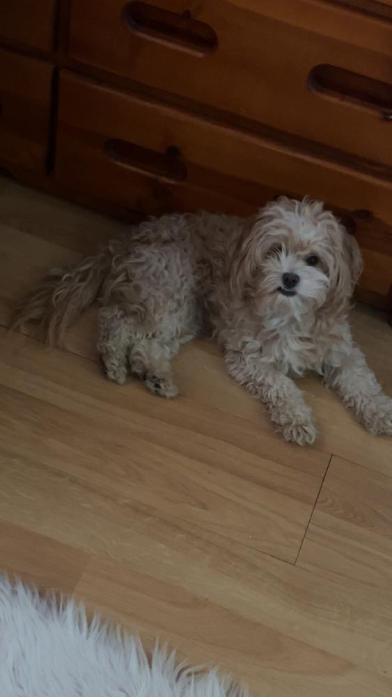 Image of Canelo, Lost Dog