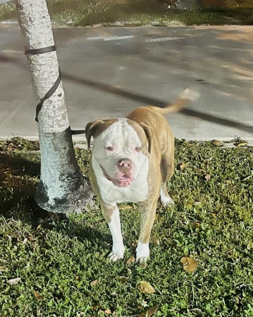 Image of Unknown, Found Dog