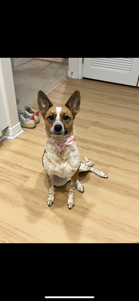 Image of Cali, Lost Dog