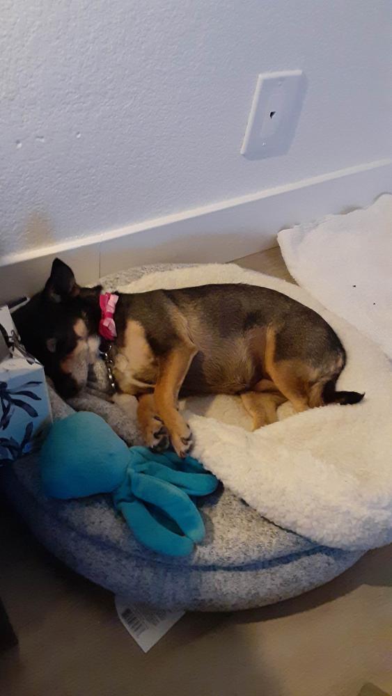 Image of Kellee Darling, Lost Dog