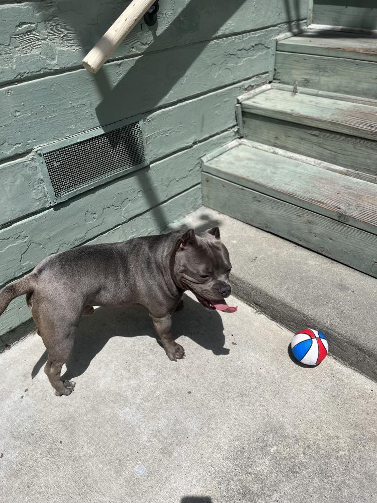 Image of Draco, Lost Dog