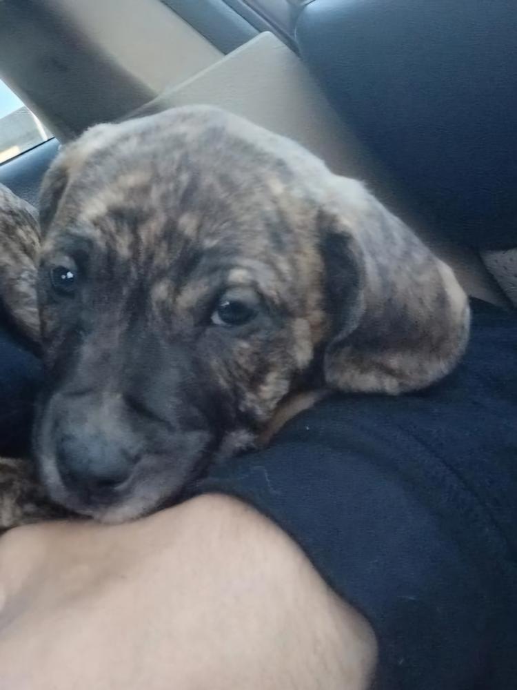 Image of Al-kida, Lost Dog
