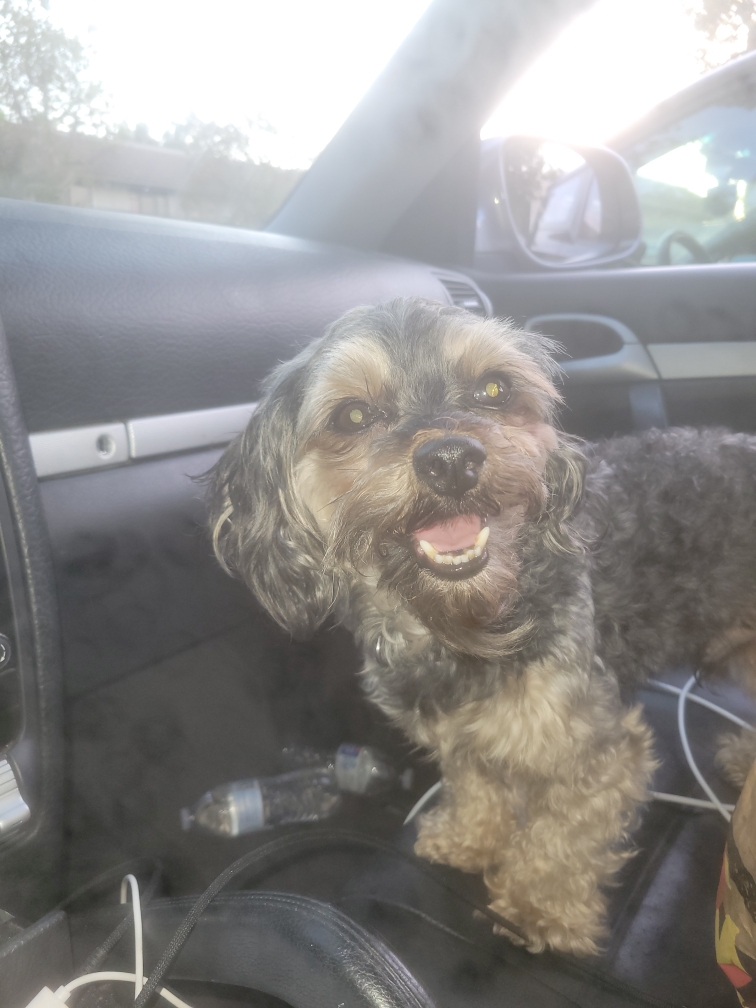 Image of Stuck, Lost Dog