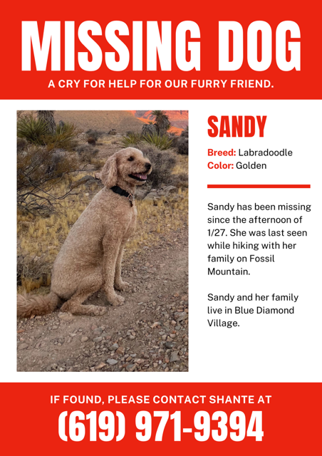 Image of Sandy, Lost Dog