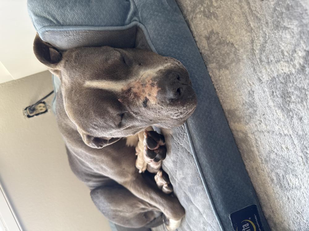 Image of Unknown, Found Dog