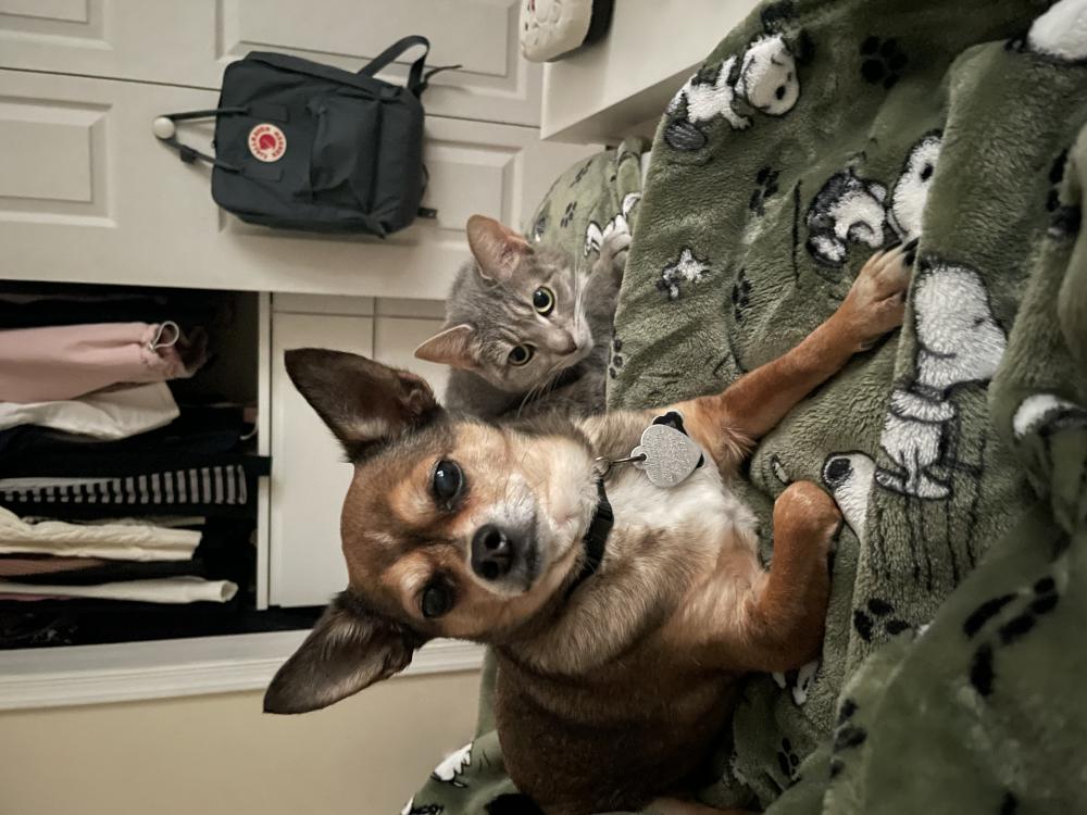 Image of Prince, Lost Dog